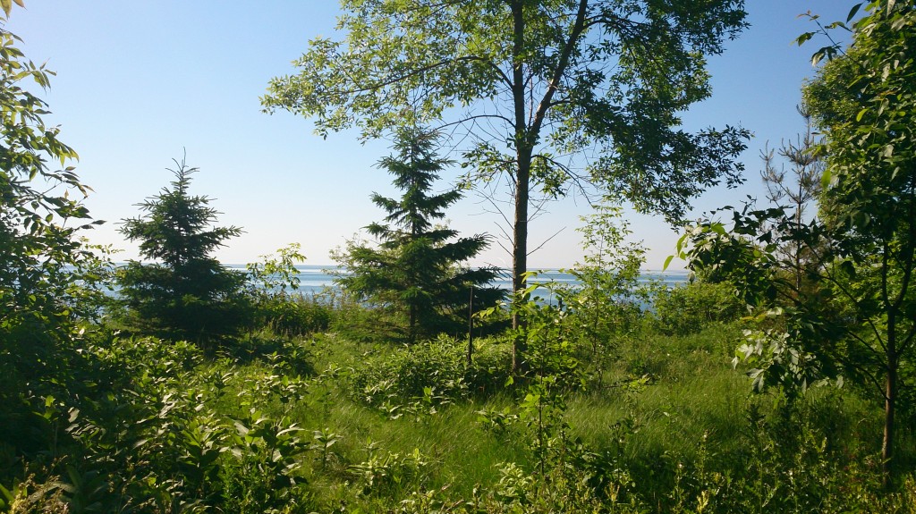 Lush greenery beside the lake