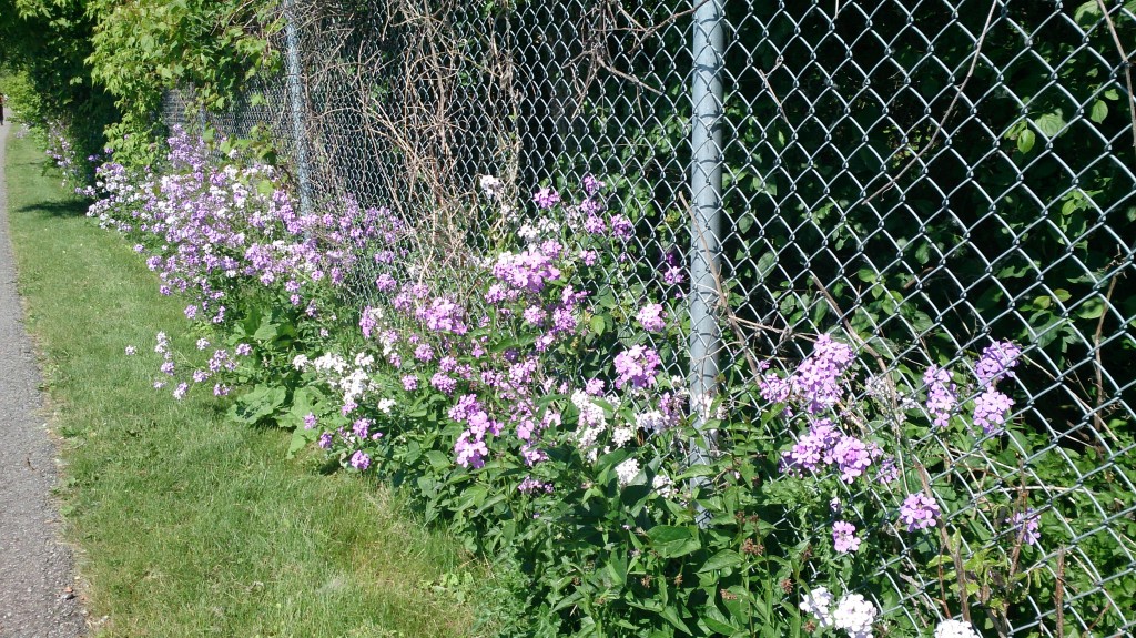 More colourful flowers